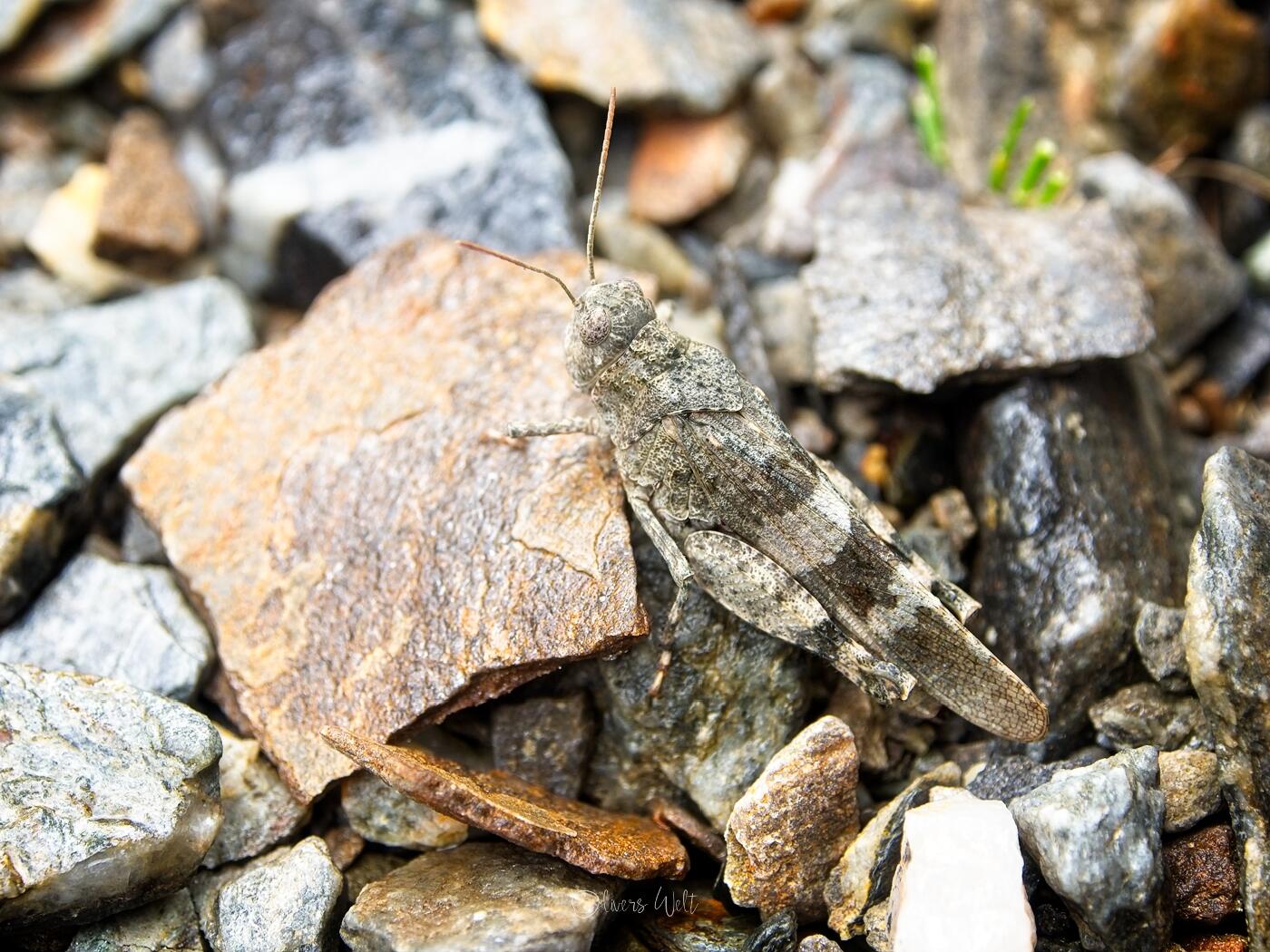 Bild ohne Beschreibung Bild ohne Beschreibung