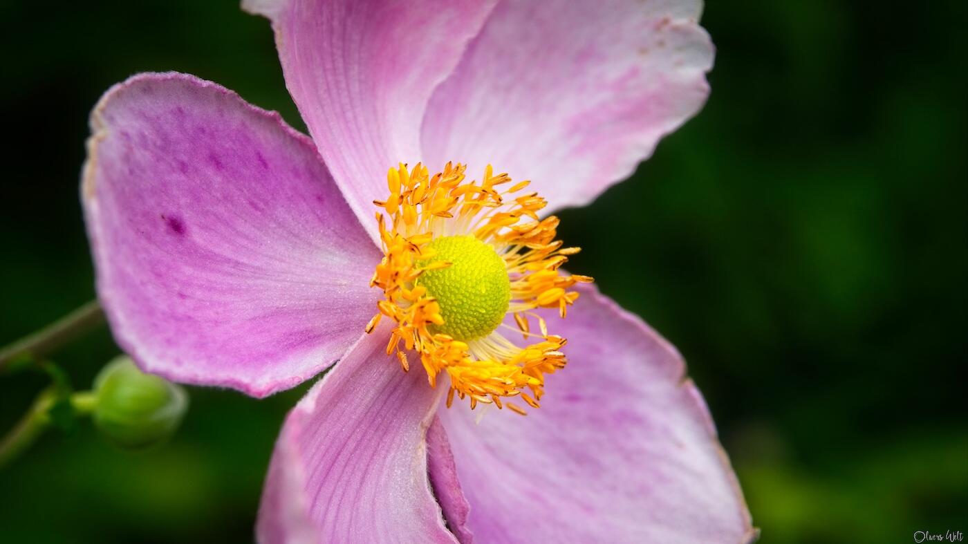 Bild ohne Beschreibung