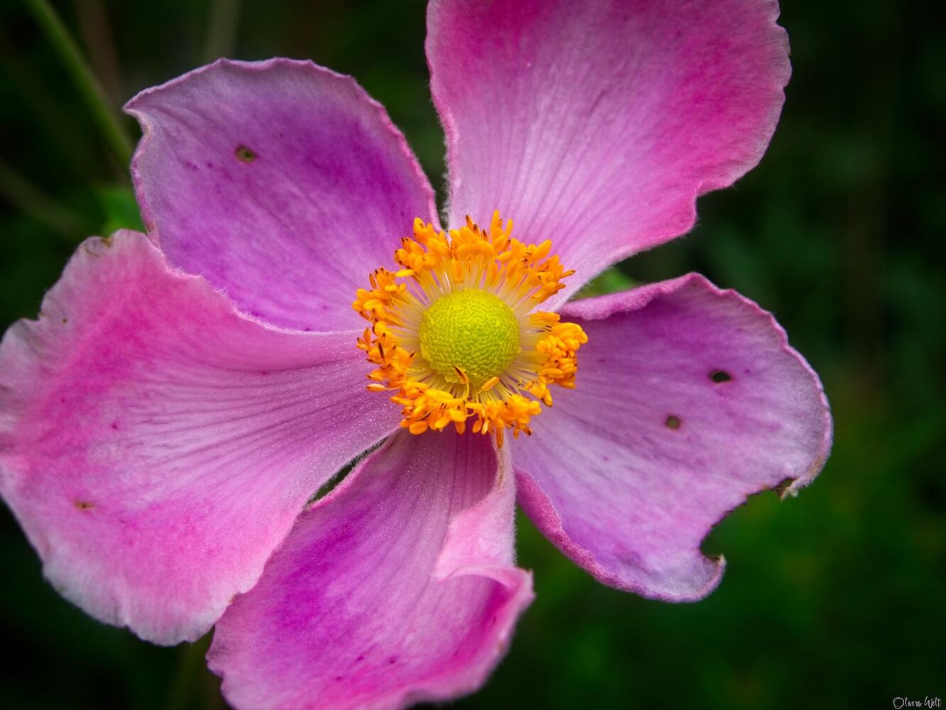 Bild ohne Beschreibung