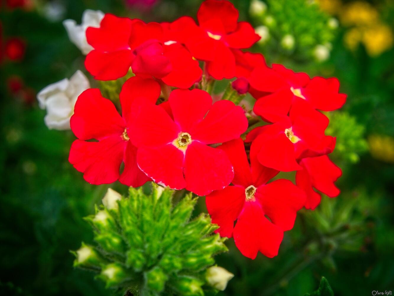 Bild ohne Beschreibung