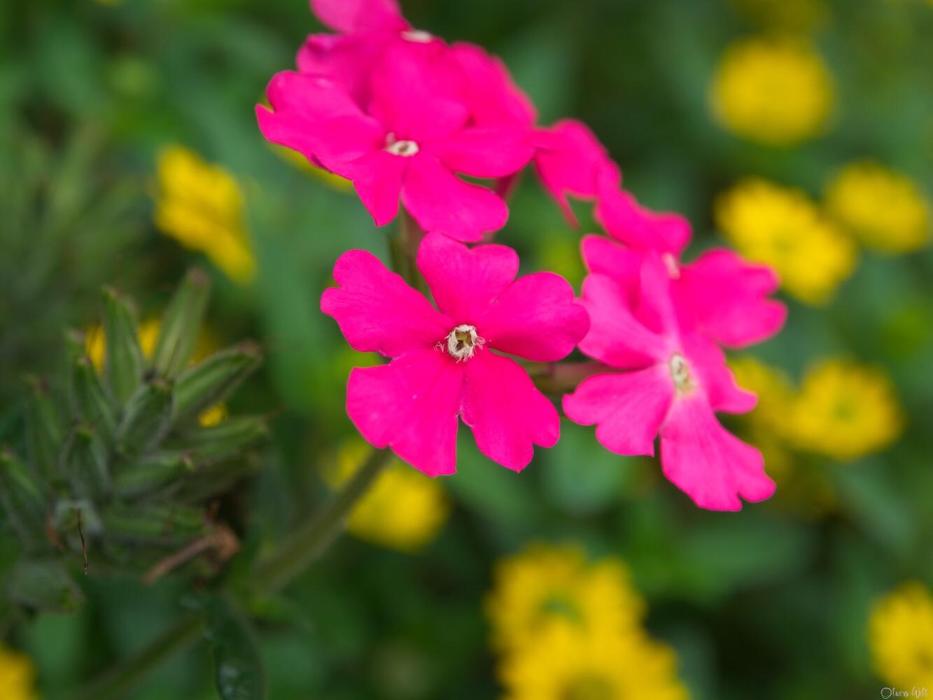 Bild ohne Beschreibung