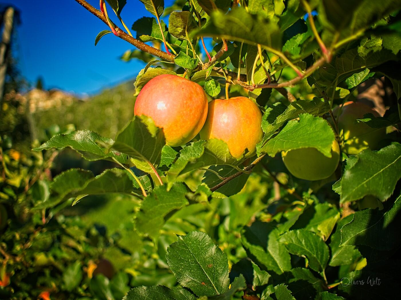 Bild ohne Beschreibung