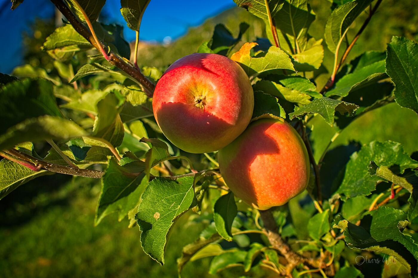 Bild ohne Beschreibung