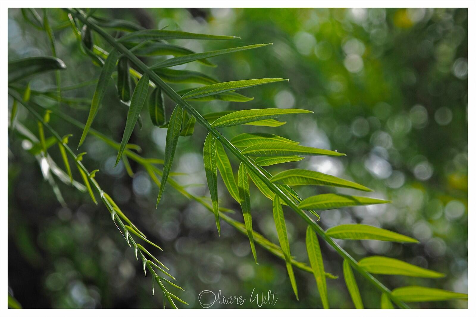 Bild ohne Beschreibung Bild ohne Beschreibung