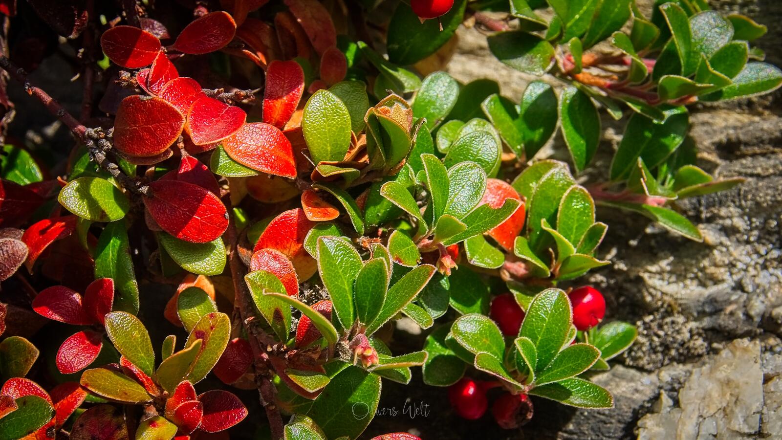 Bild ohne Beschreibung