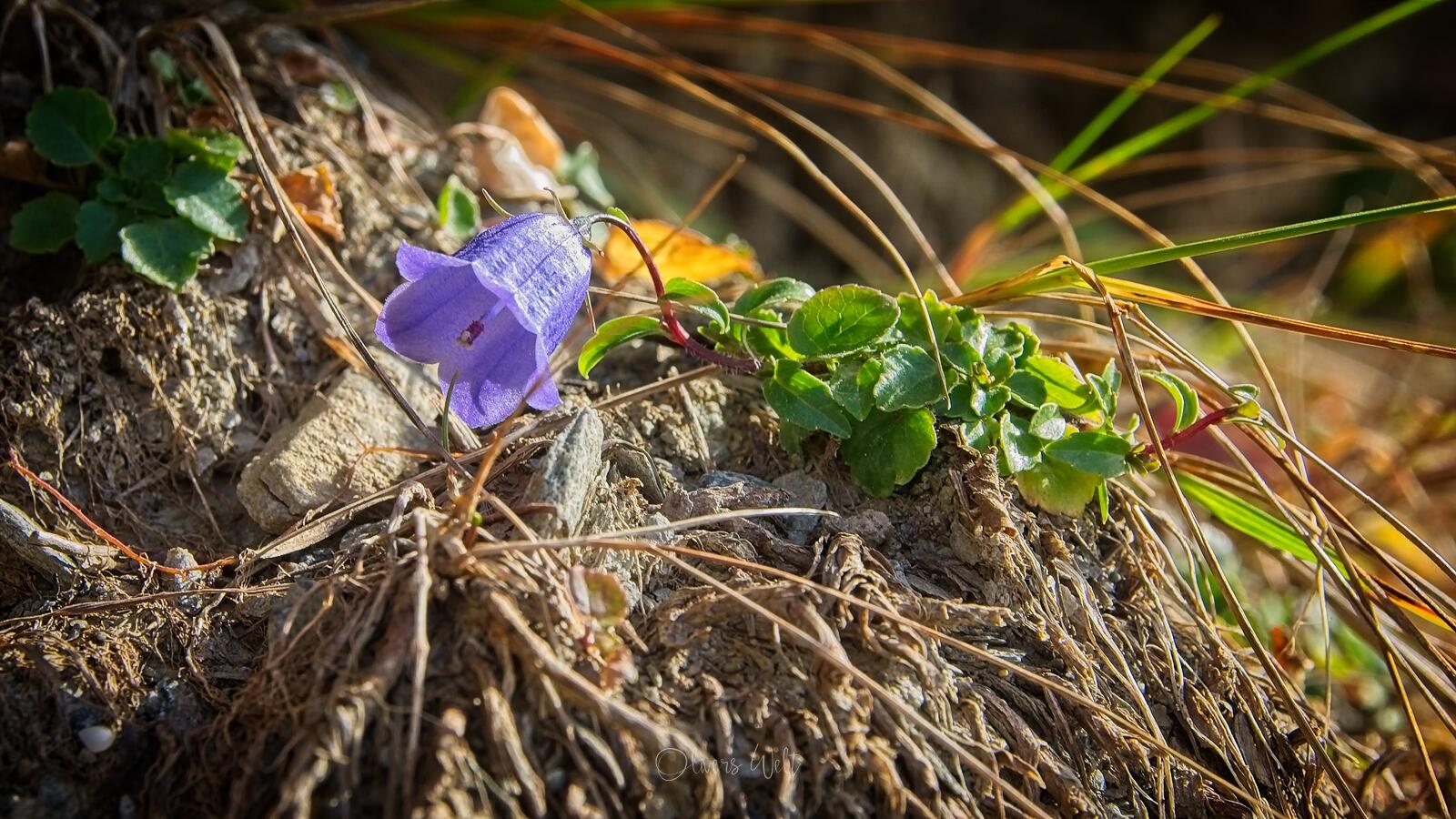 Bild ohne Beschreibung