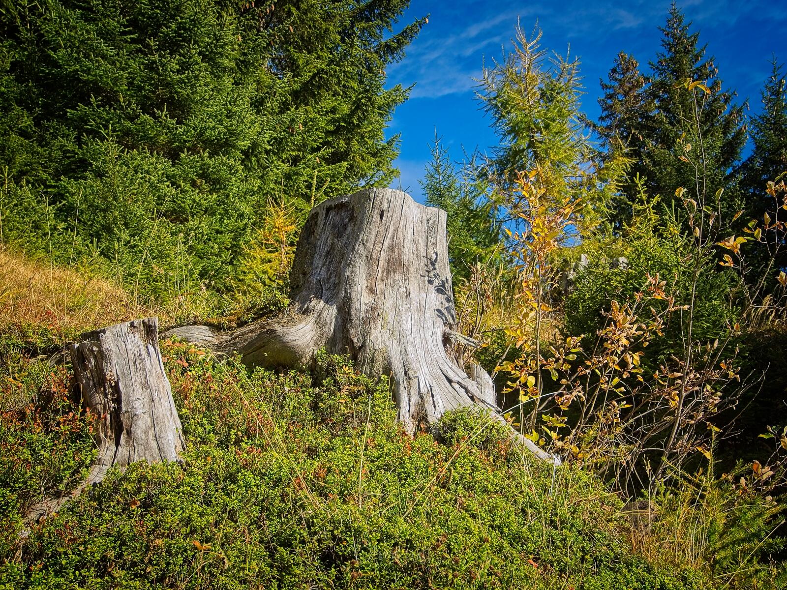 Bild ohne Beschreibung