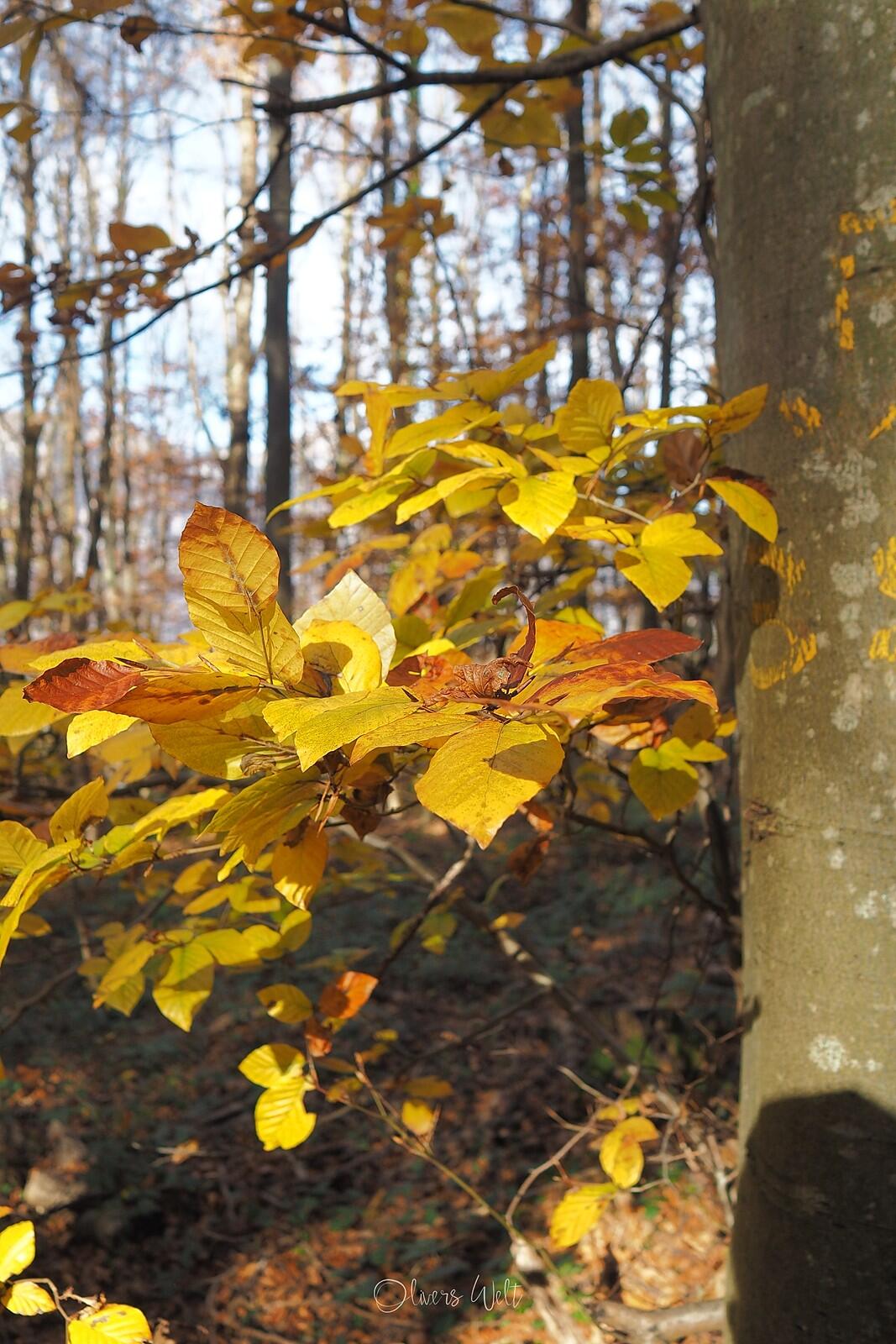 Bild ohne Beschreibung Bild ohne Beschreibung
