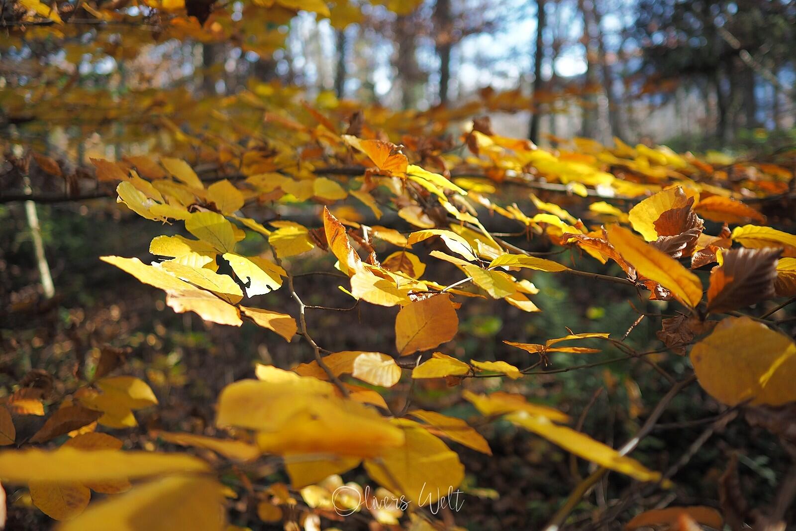 Bild ohne Beschreibung Bild ohne Beschreibung