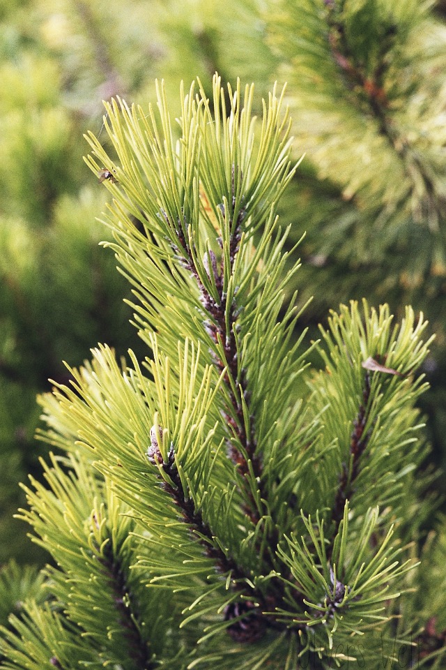 Pentax-K1000-50mm 1 Pentax-K1000-50mm 1