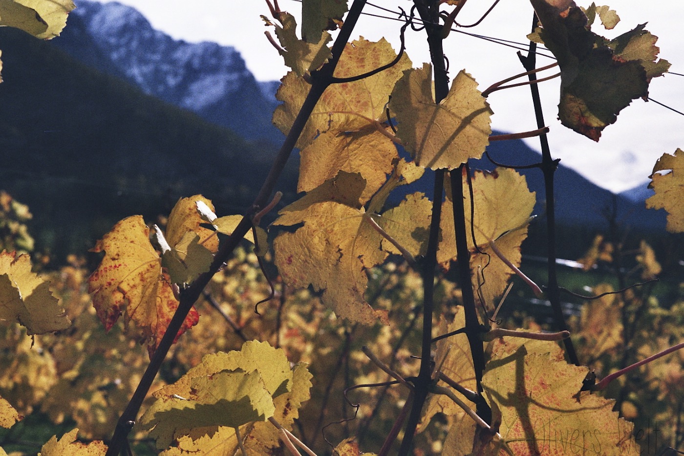 Pentax-K1000-50mm Pentax-K1000-50mm