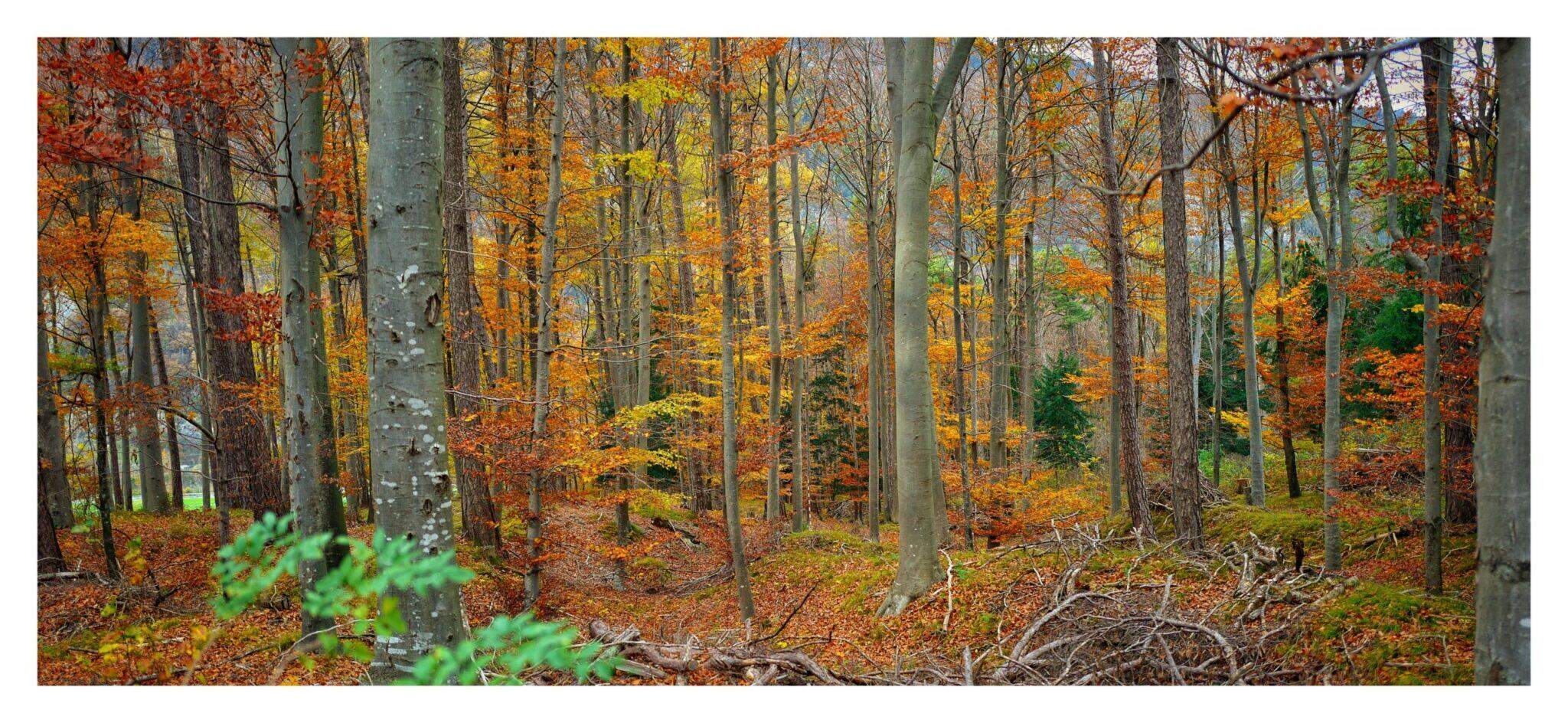 Bild ohne Beschreibung