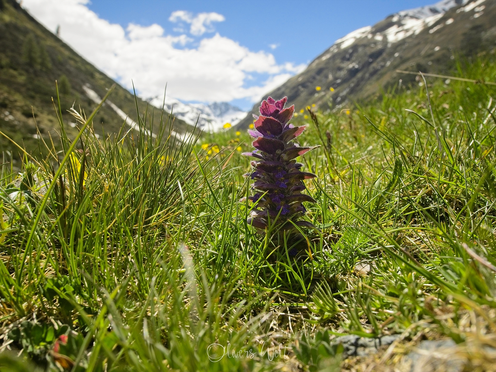 Bild ohne Beschreibung