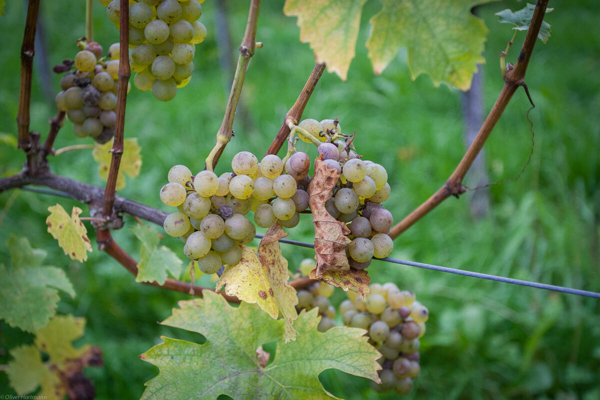 Wimmeln-in-Eschen-1338