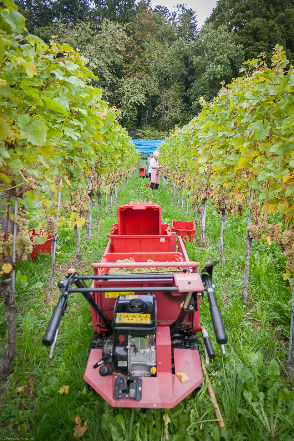 Wimmeln-in-Eschen-1339