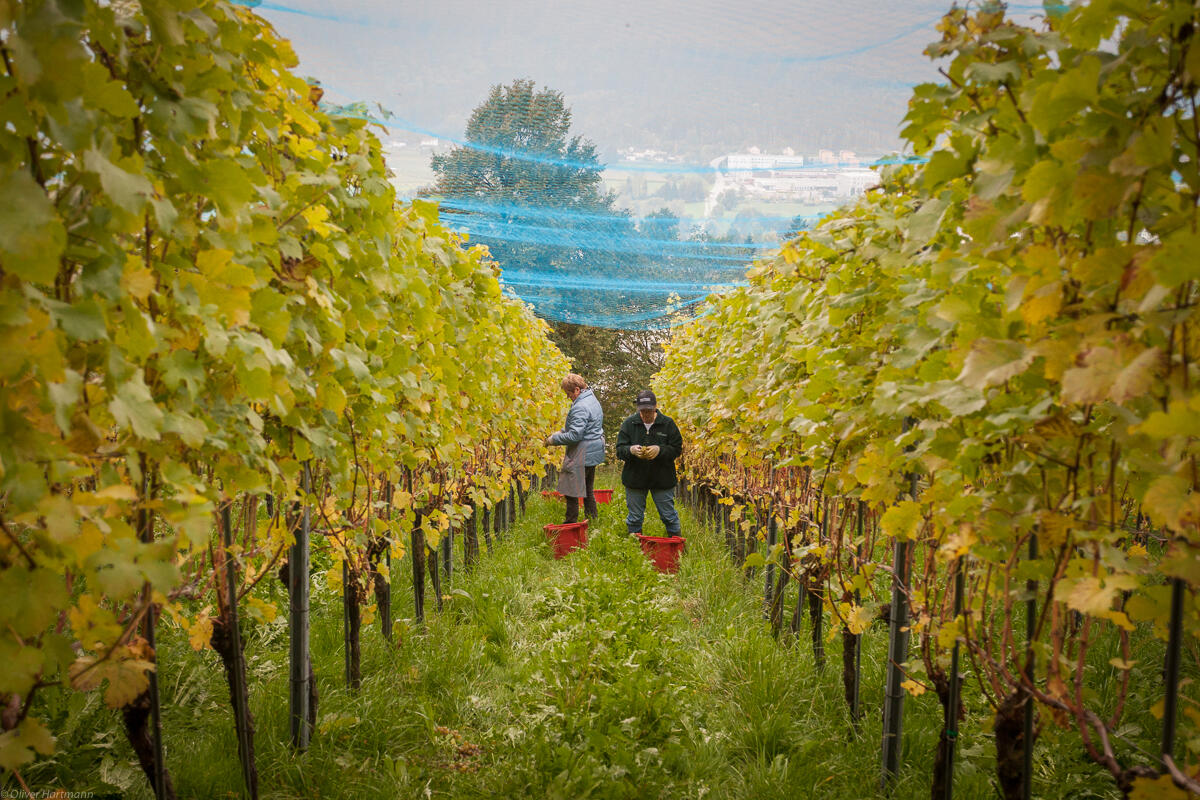 Wimmeln-in-Eschen-1344