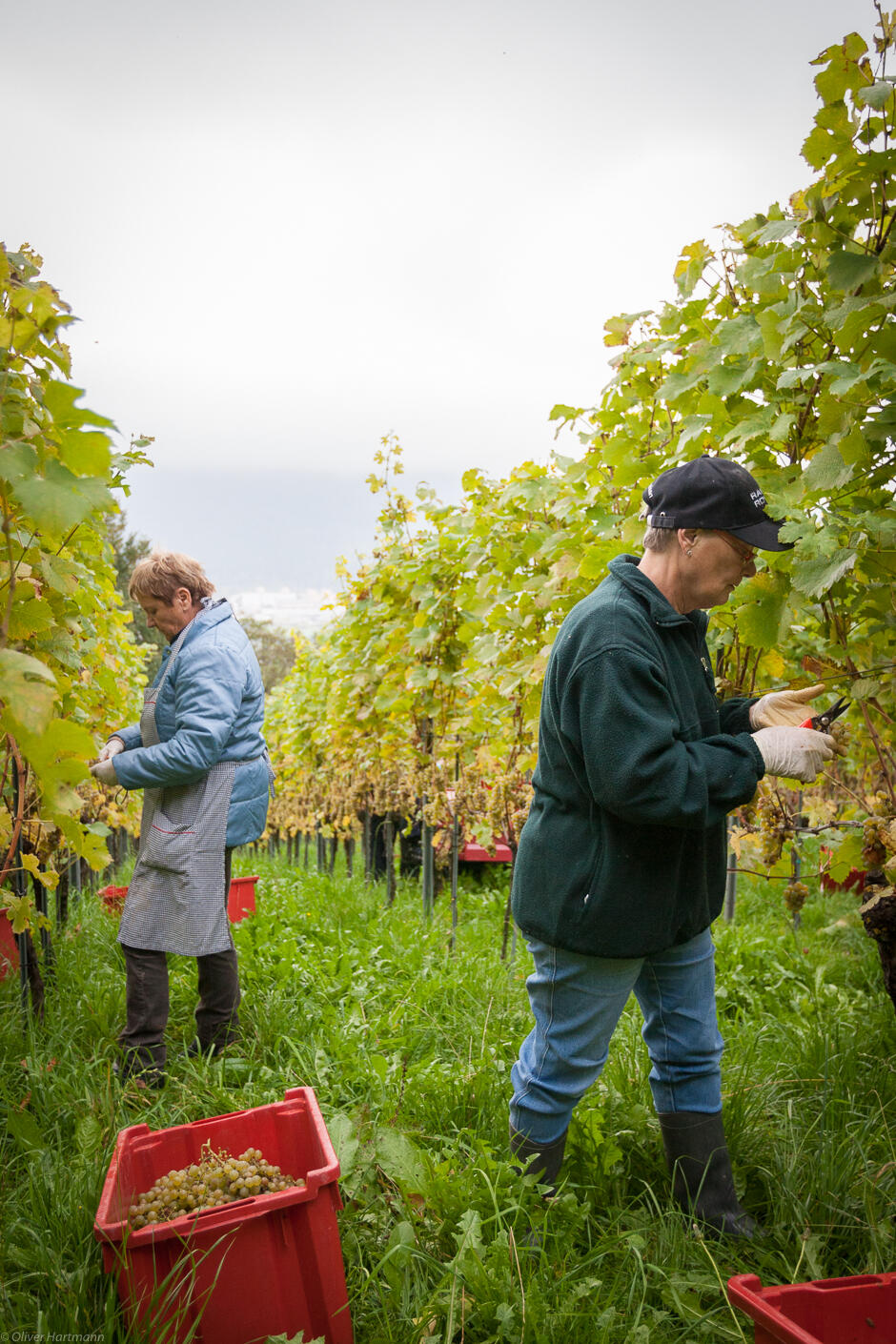 Wimmeln-in-Eschen-1345