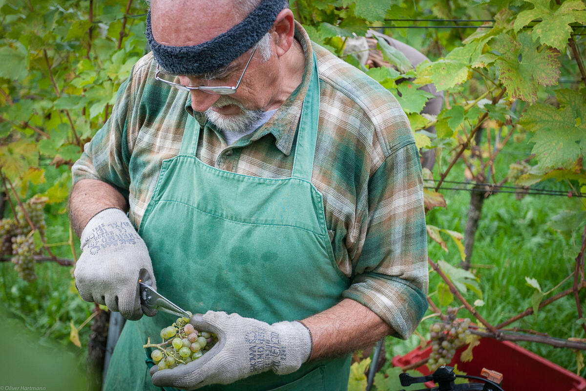 Wimmeln-in-Eschen-1353