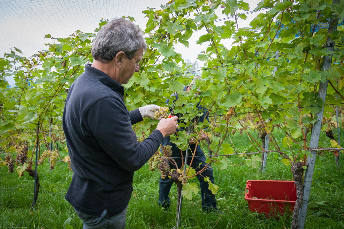 Wimmeln-in-Eschen-1369