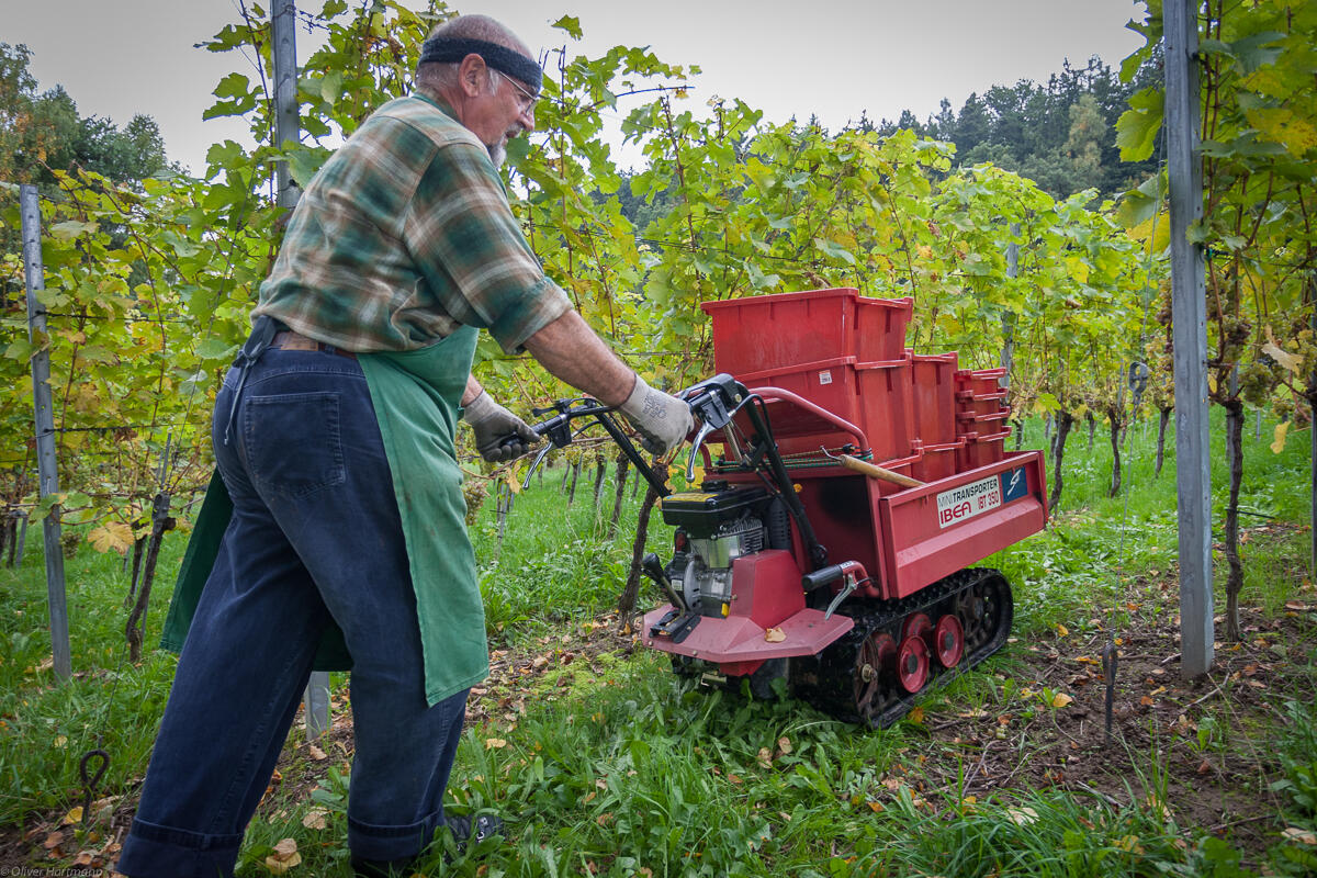 Wimmeln-in-Eschen-1399