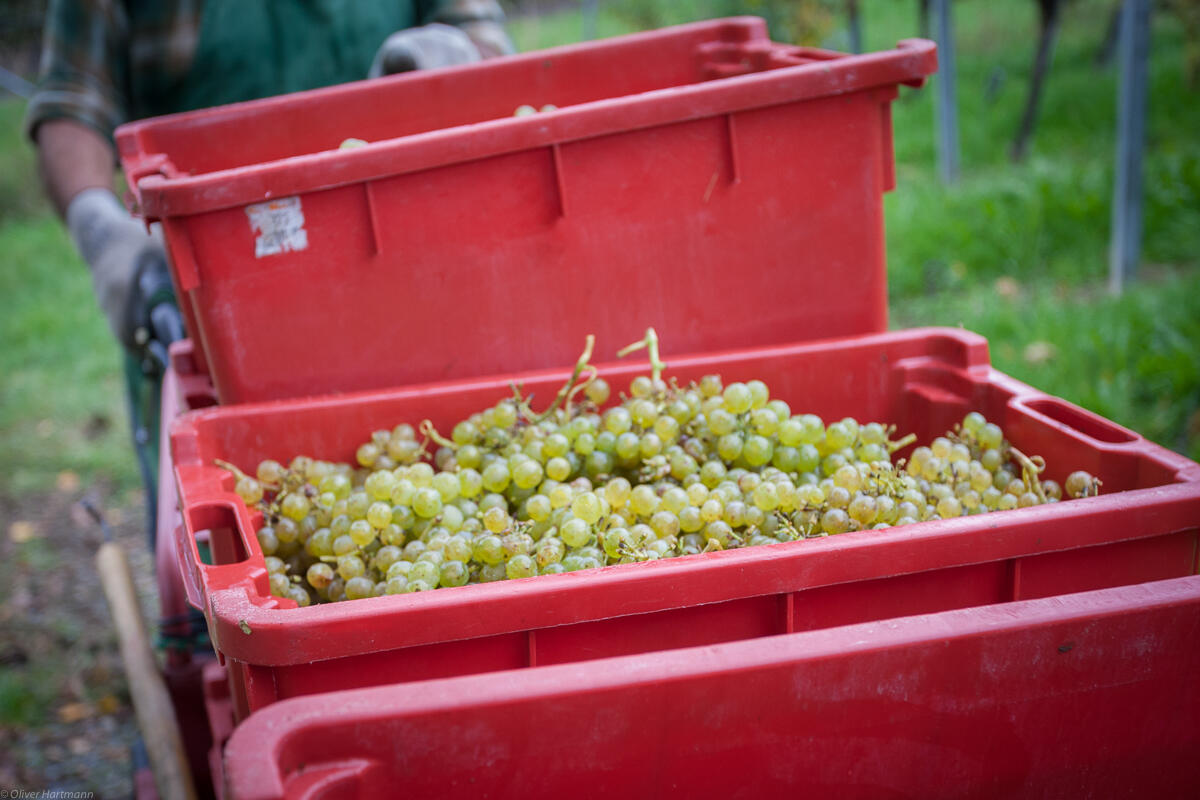 Wimmeln-in-Eschen-1402