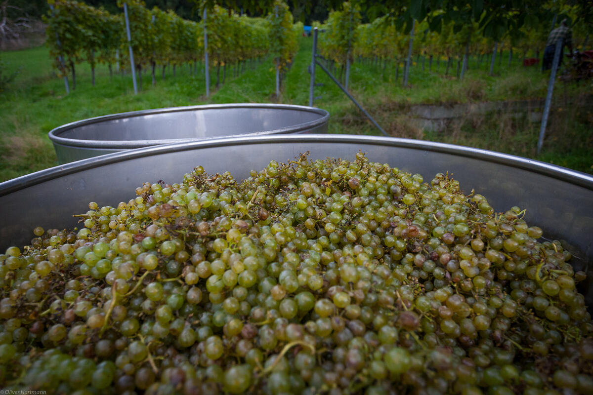 Wimmeln-in-Eschen-1407