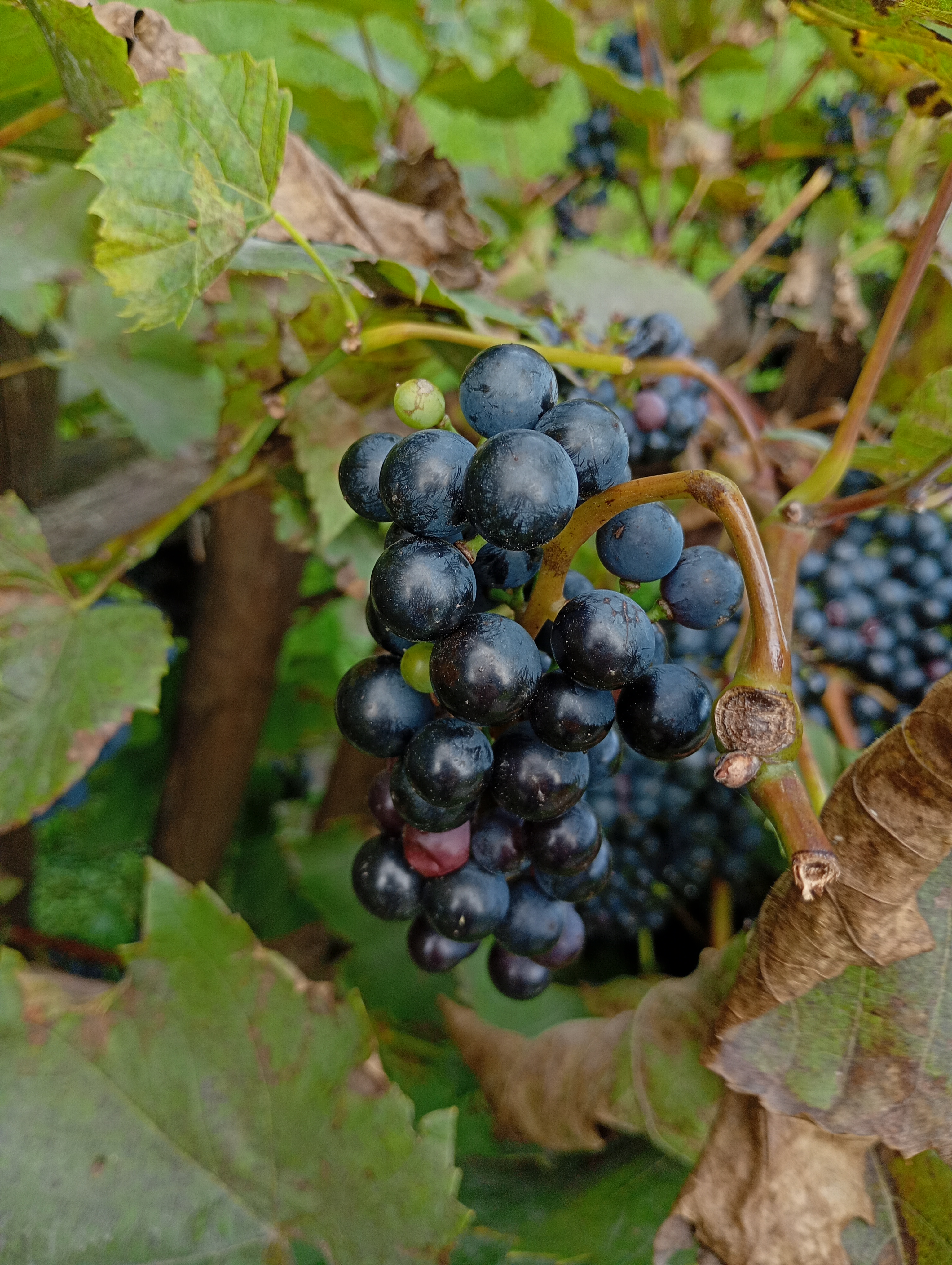 img 20250913 114830356 mfnr