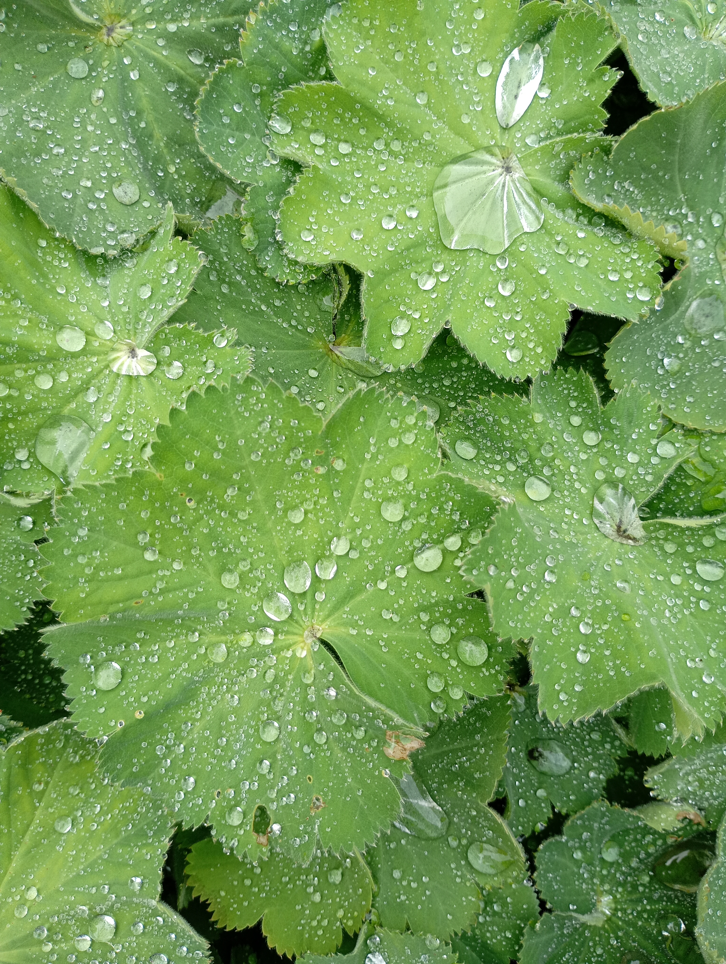 img 20250914 111407563 mfnr