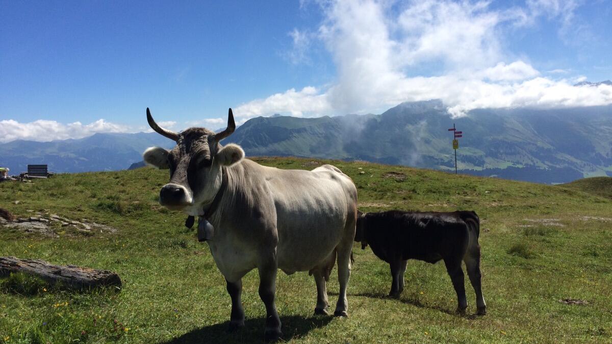 Bild ohne Beschreibung