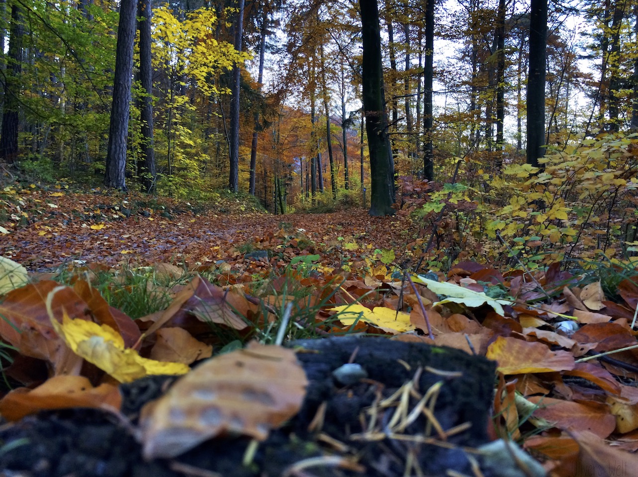 joggen-im-wald 1 joggen-im-wald 1
