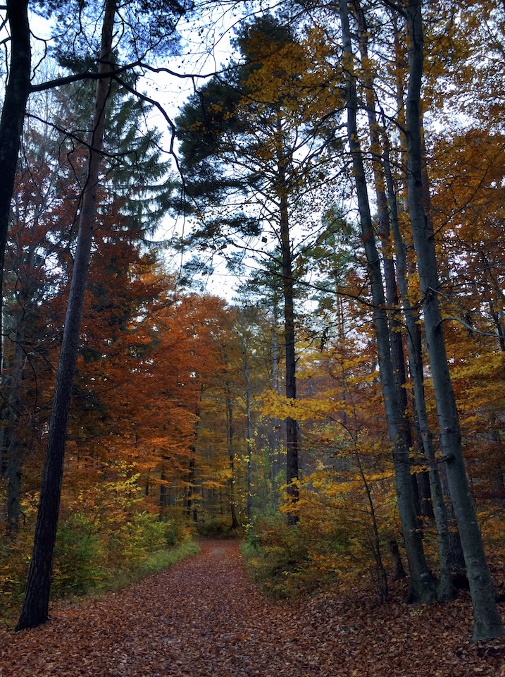joggen-im-wald 4 joggen-im-wald 4