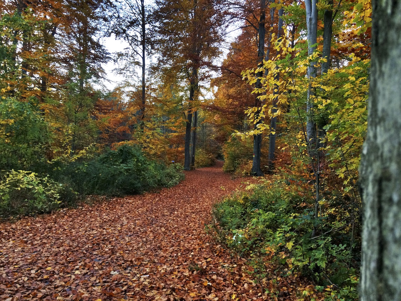 joggen-im-wald 6 joggen-im-wald 6