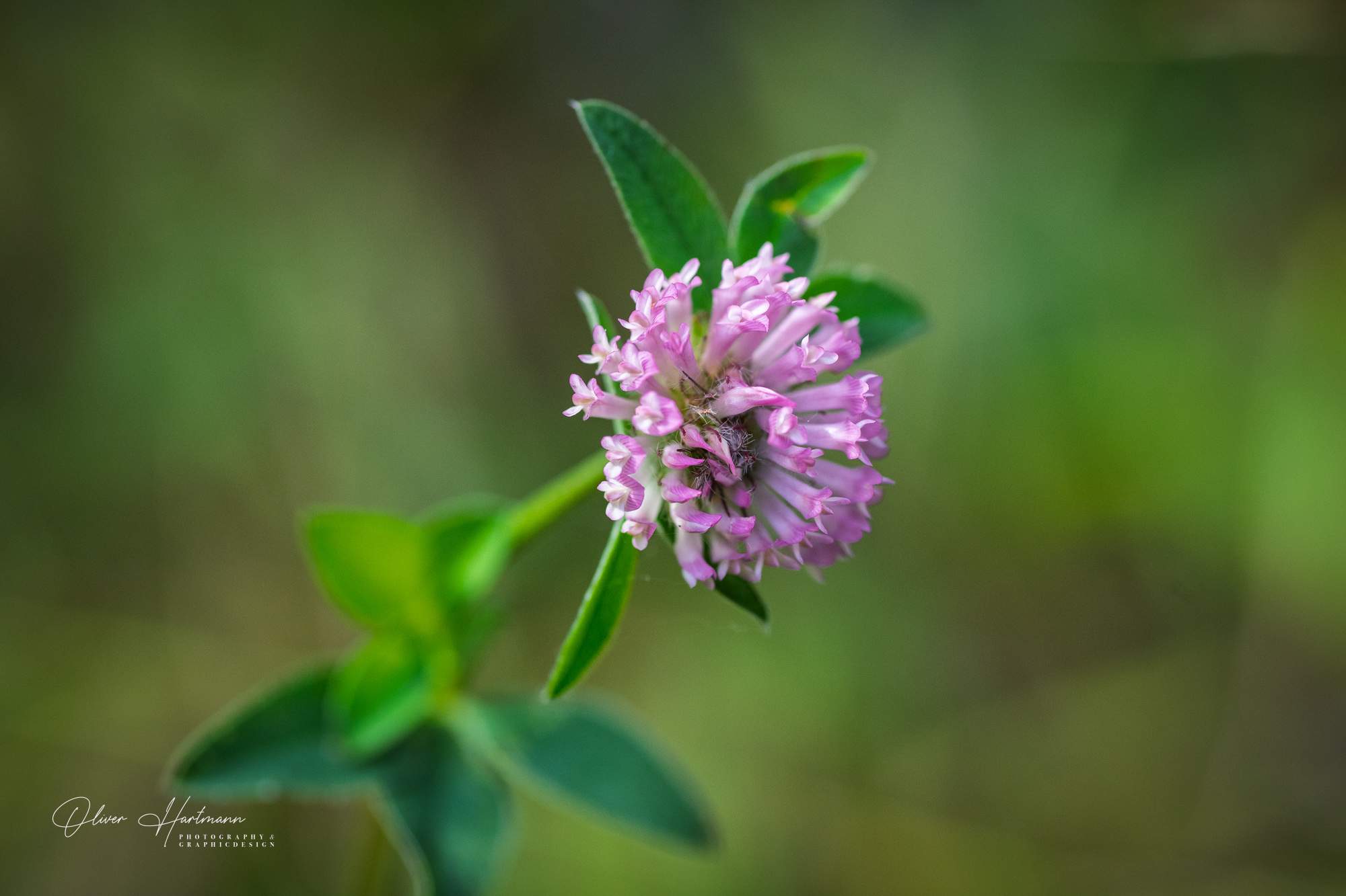 klee 160925 1849 klee 160925 1849