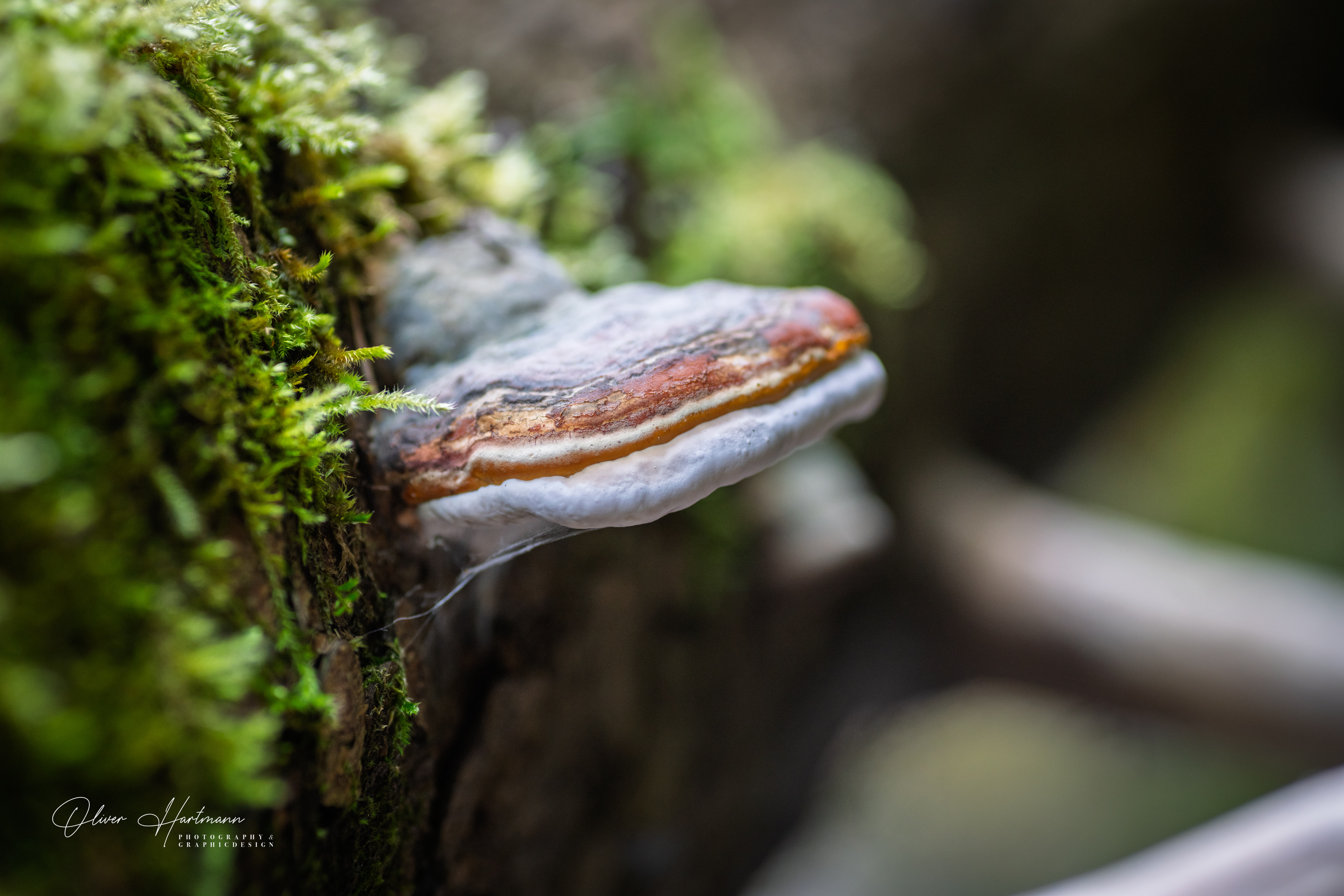 moos 160925 2006 moos 160925 2006