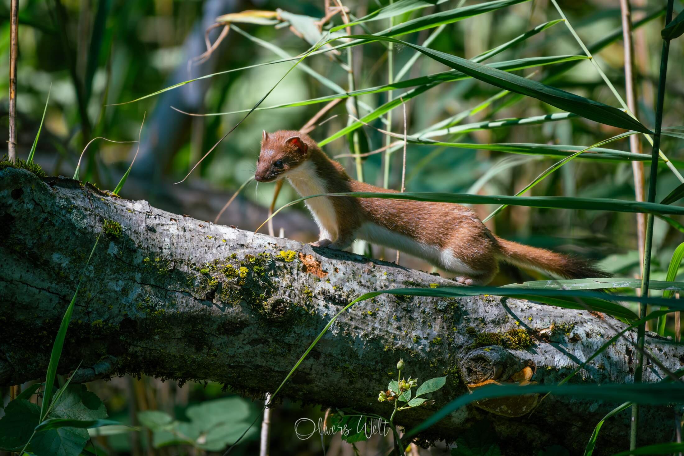 Bild ohne Beschreibung