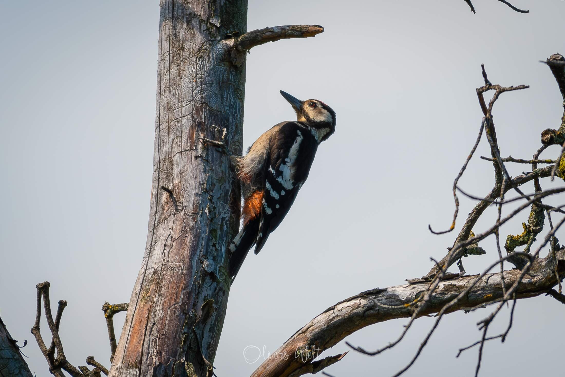 Bild ohne Beschreibung Bild ohne Beschreibung