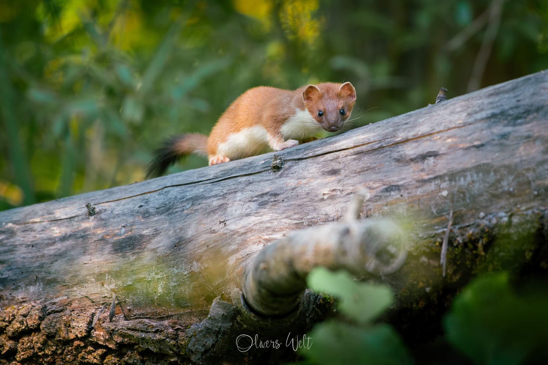 Bild ohne Beschreibung