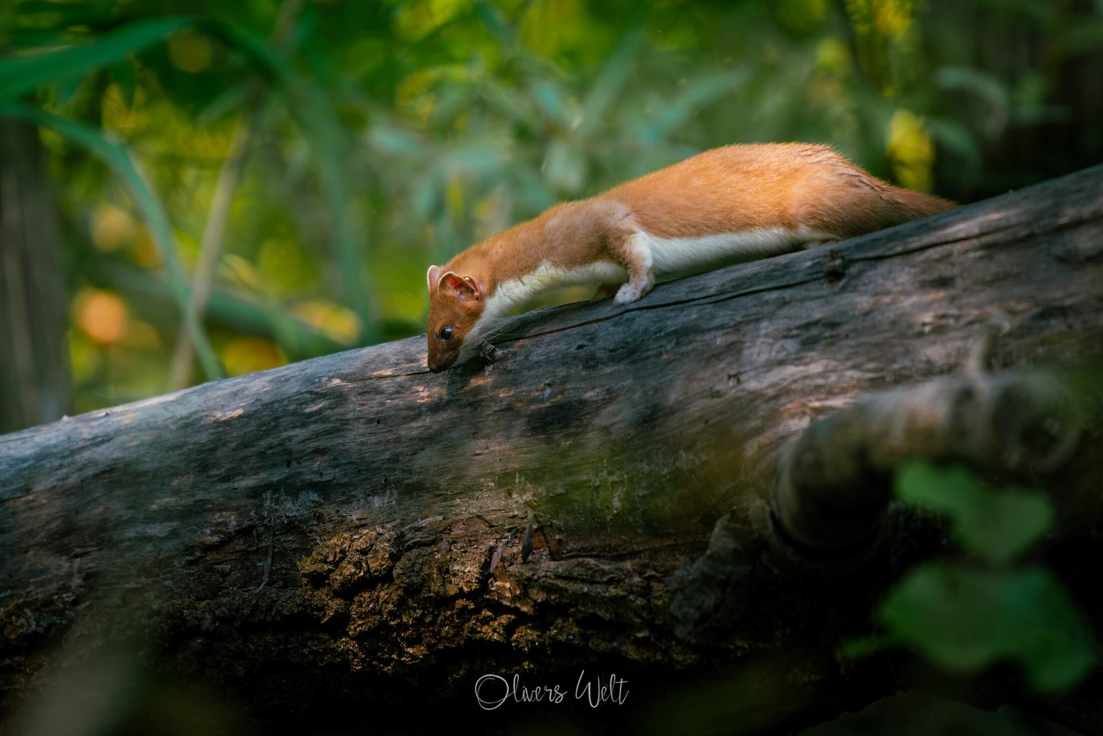 Bild ohne Beschreibung