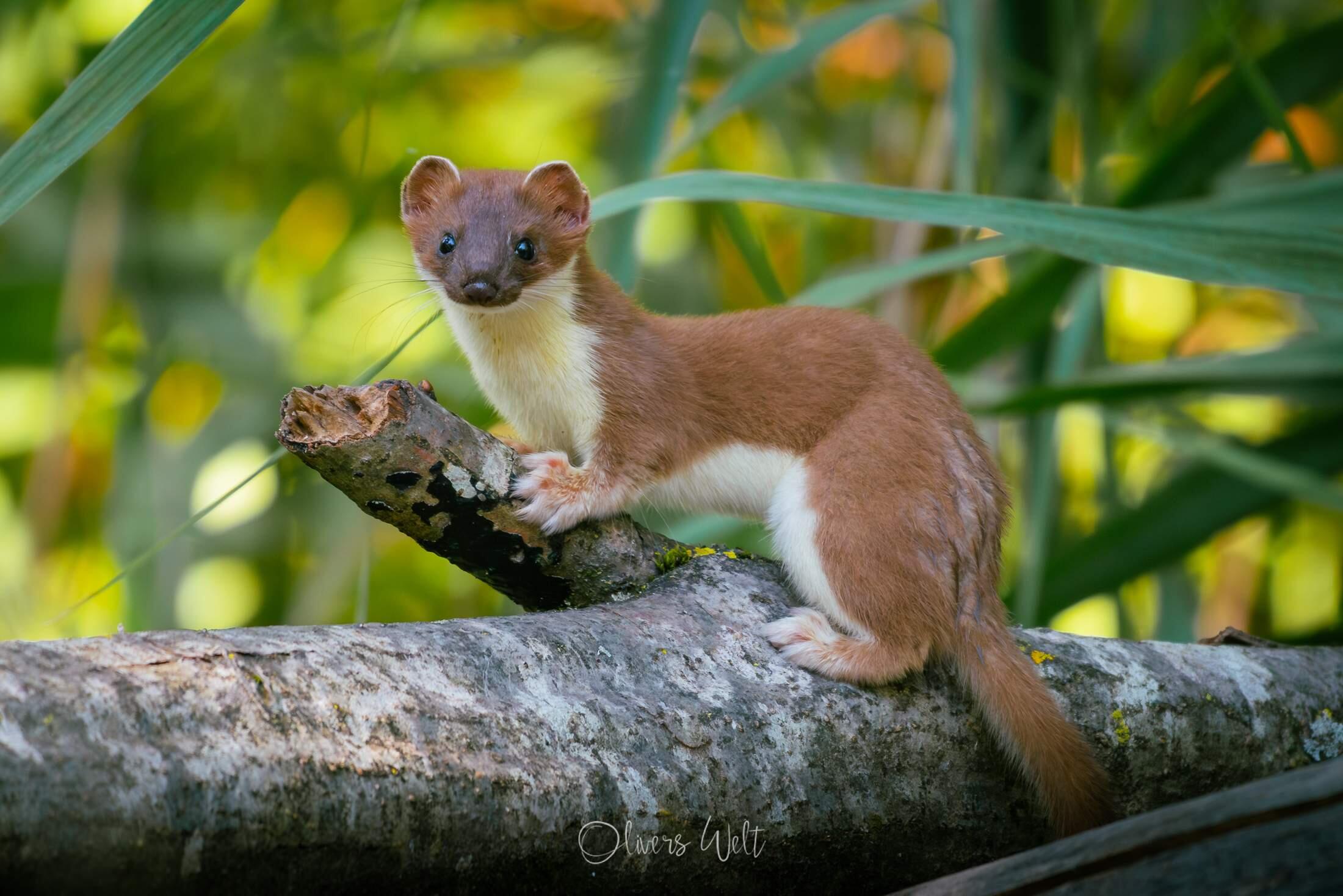 Bild ohne Beschreibung