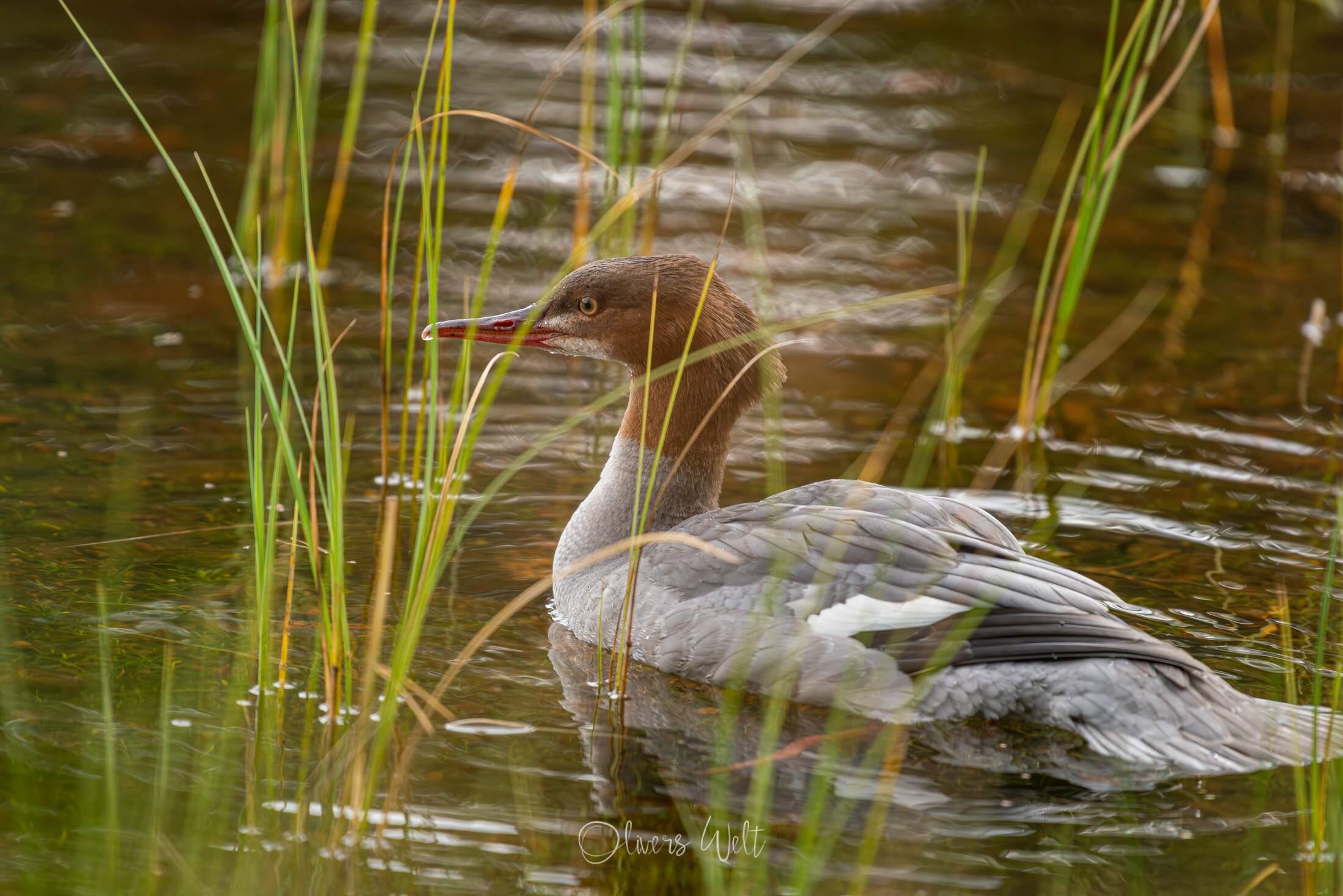 Bild ohne Beschreibung
