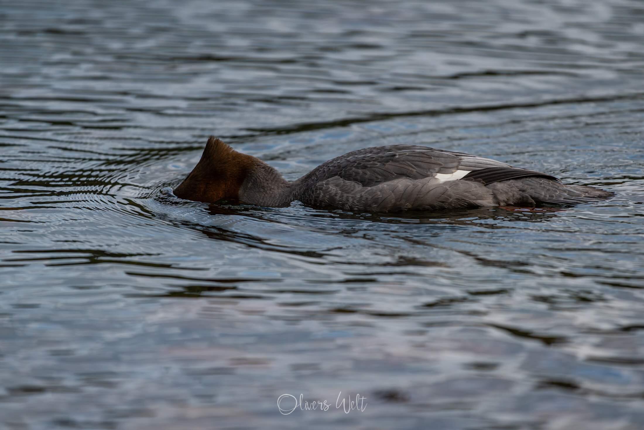 Bild ohne Beschreibung