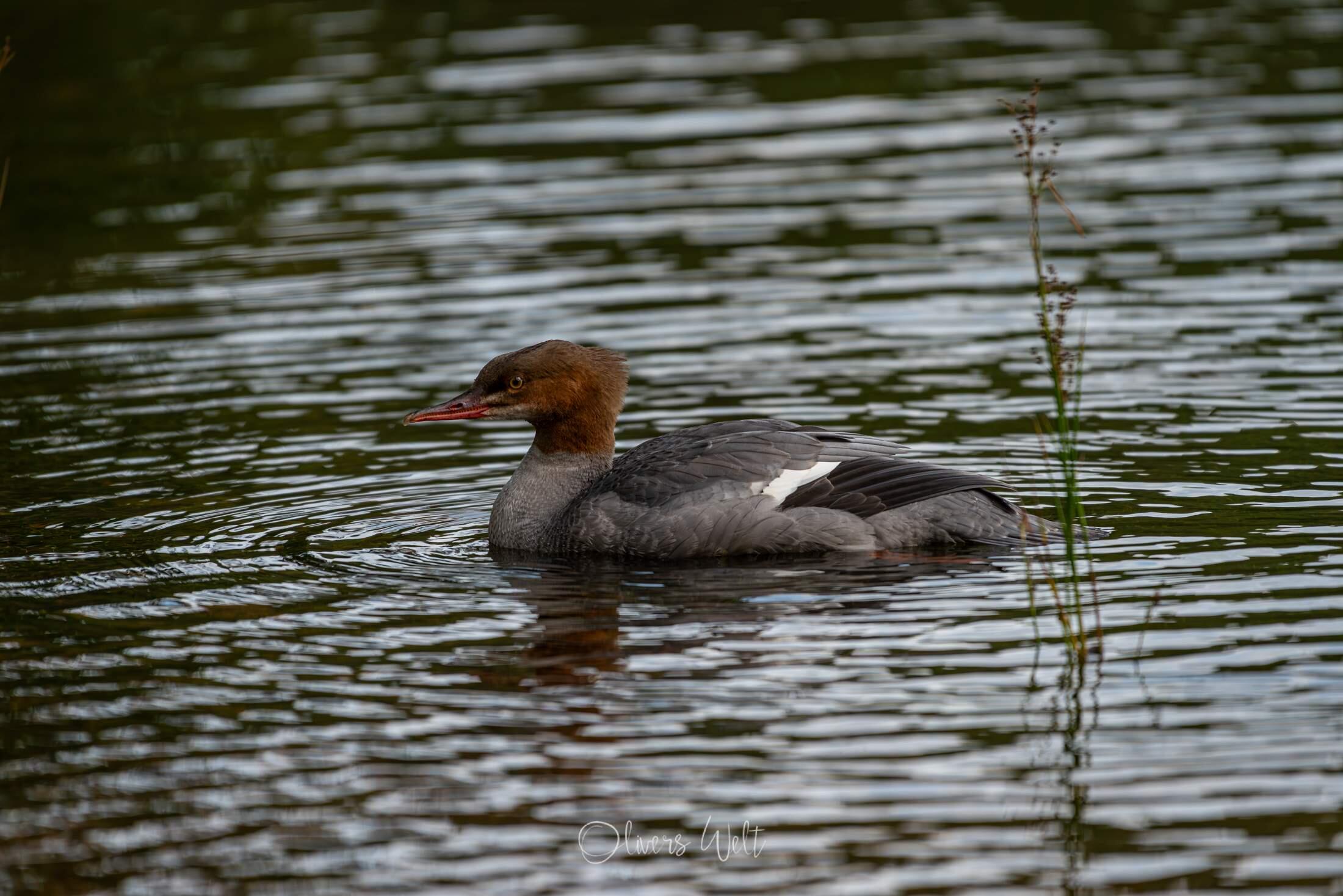 Bild ohne Beschreibung