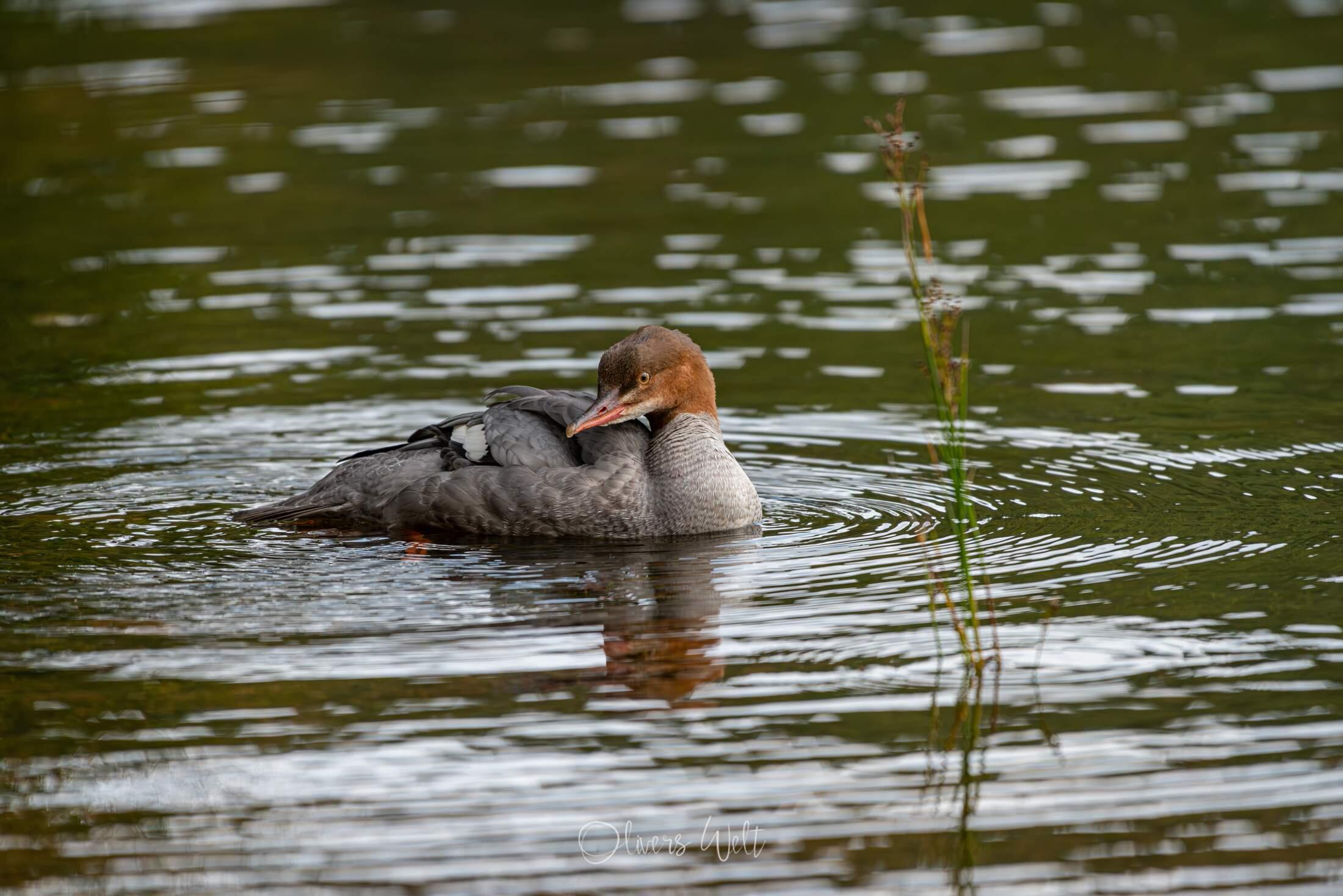 Bild ohne Beschreibung