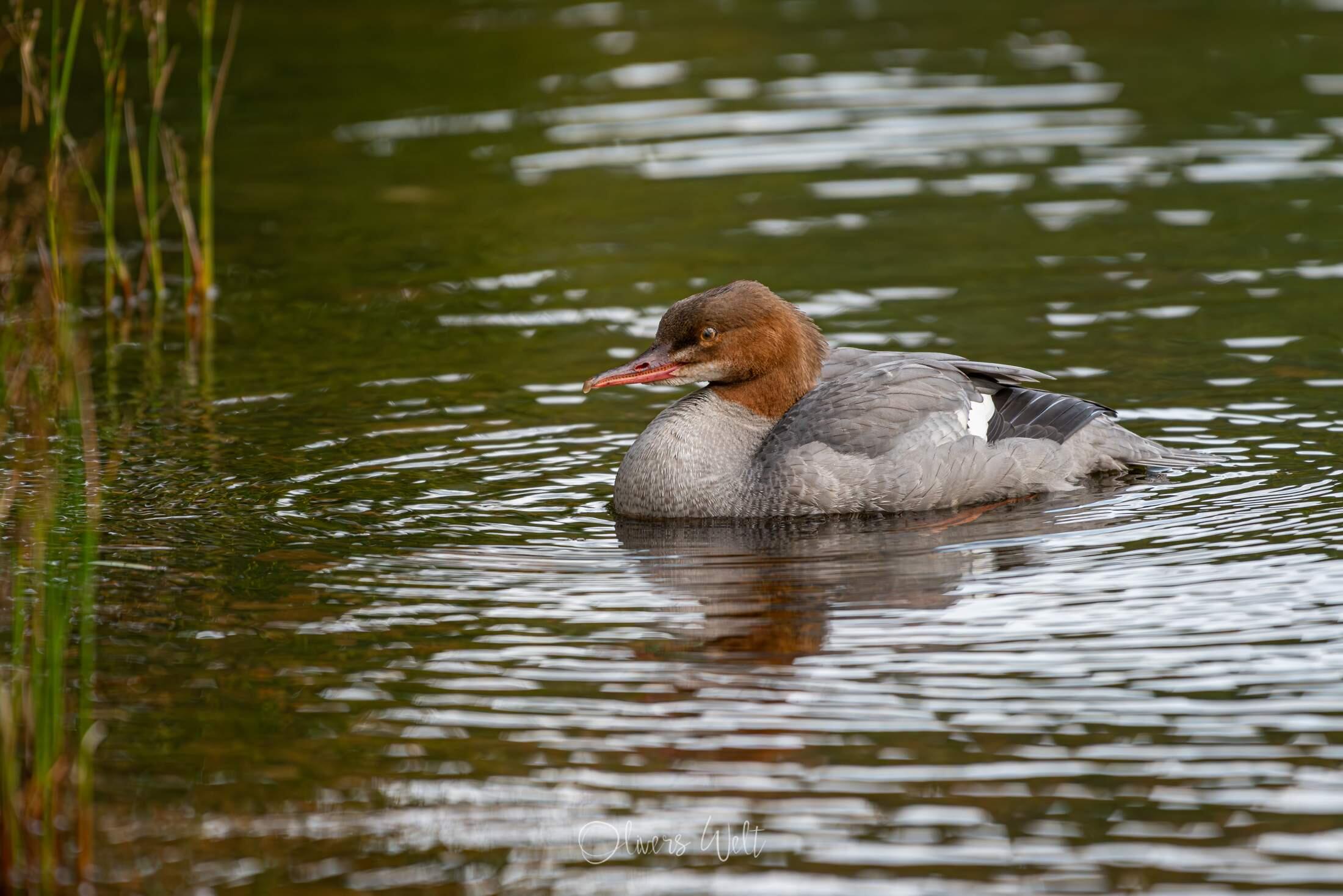 Bild ohne Beschreibung