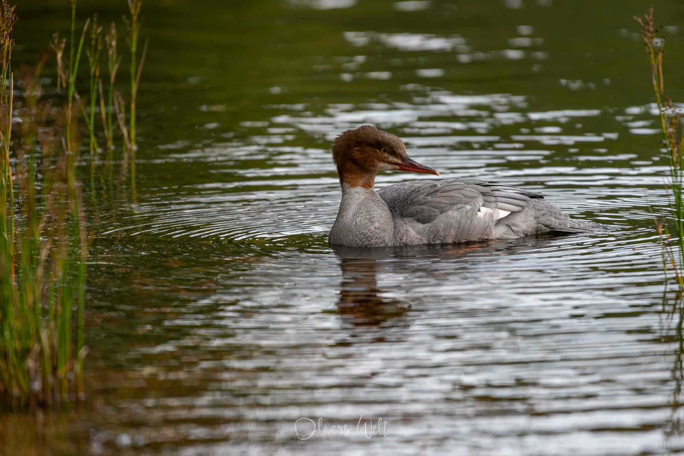 Bild ohne Beschreibung