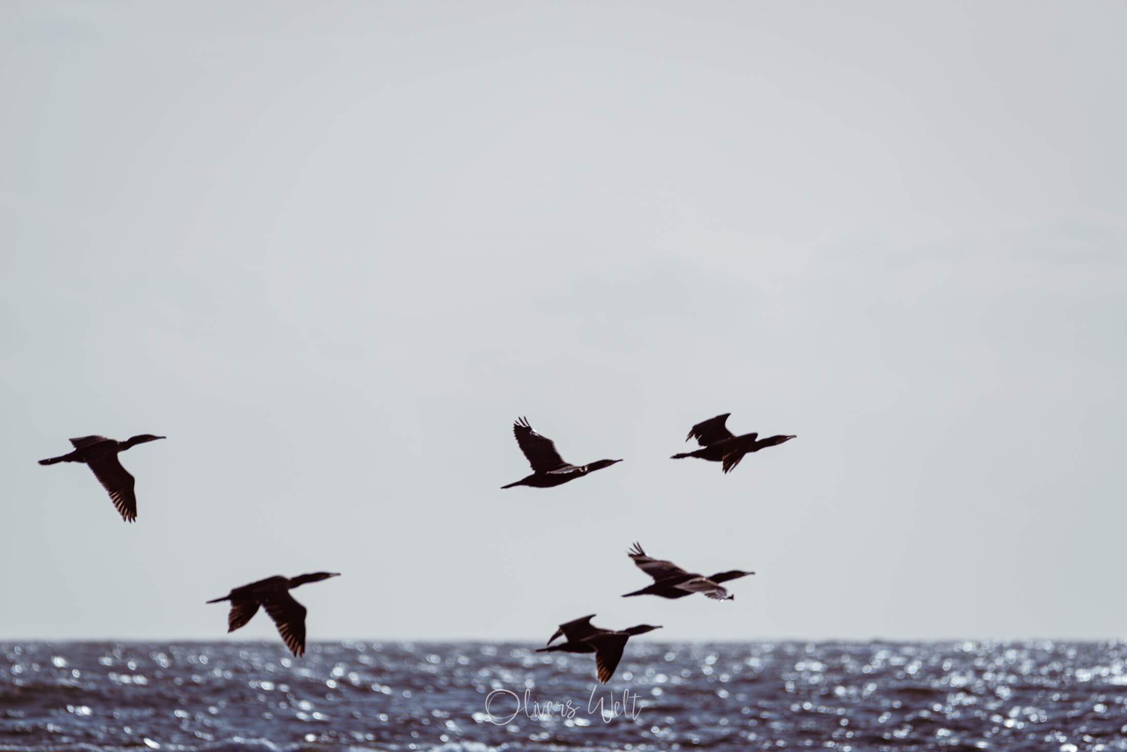 Bild ohne Beschreibung