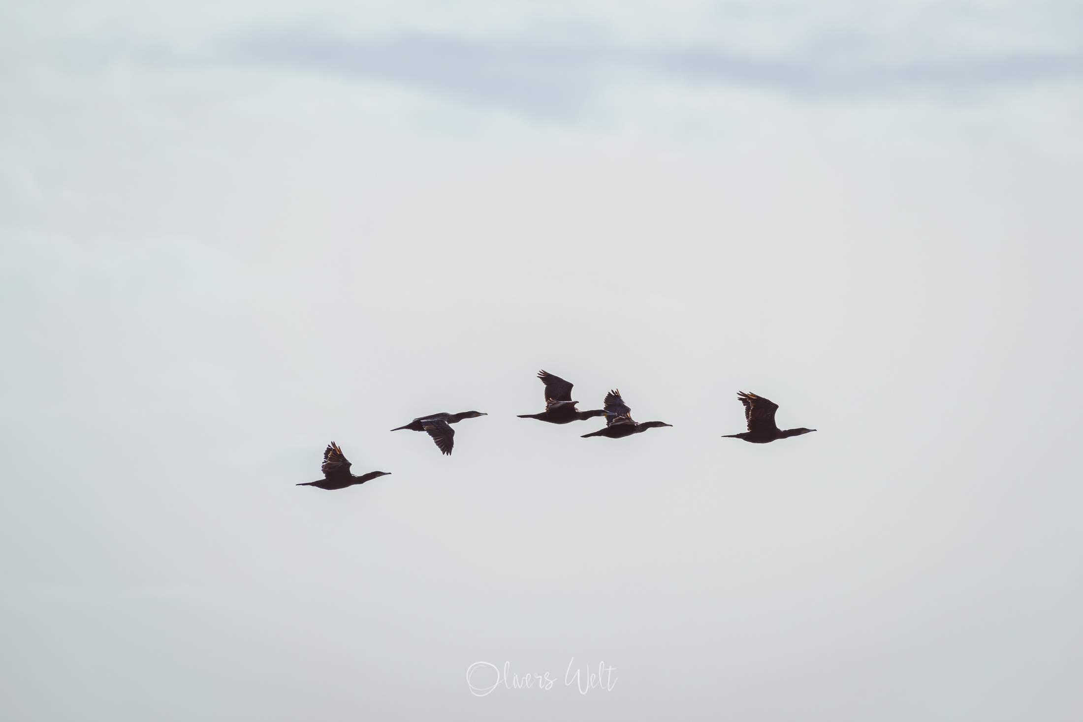 Bild ohne Beschreibung