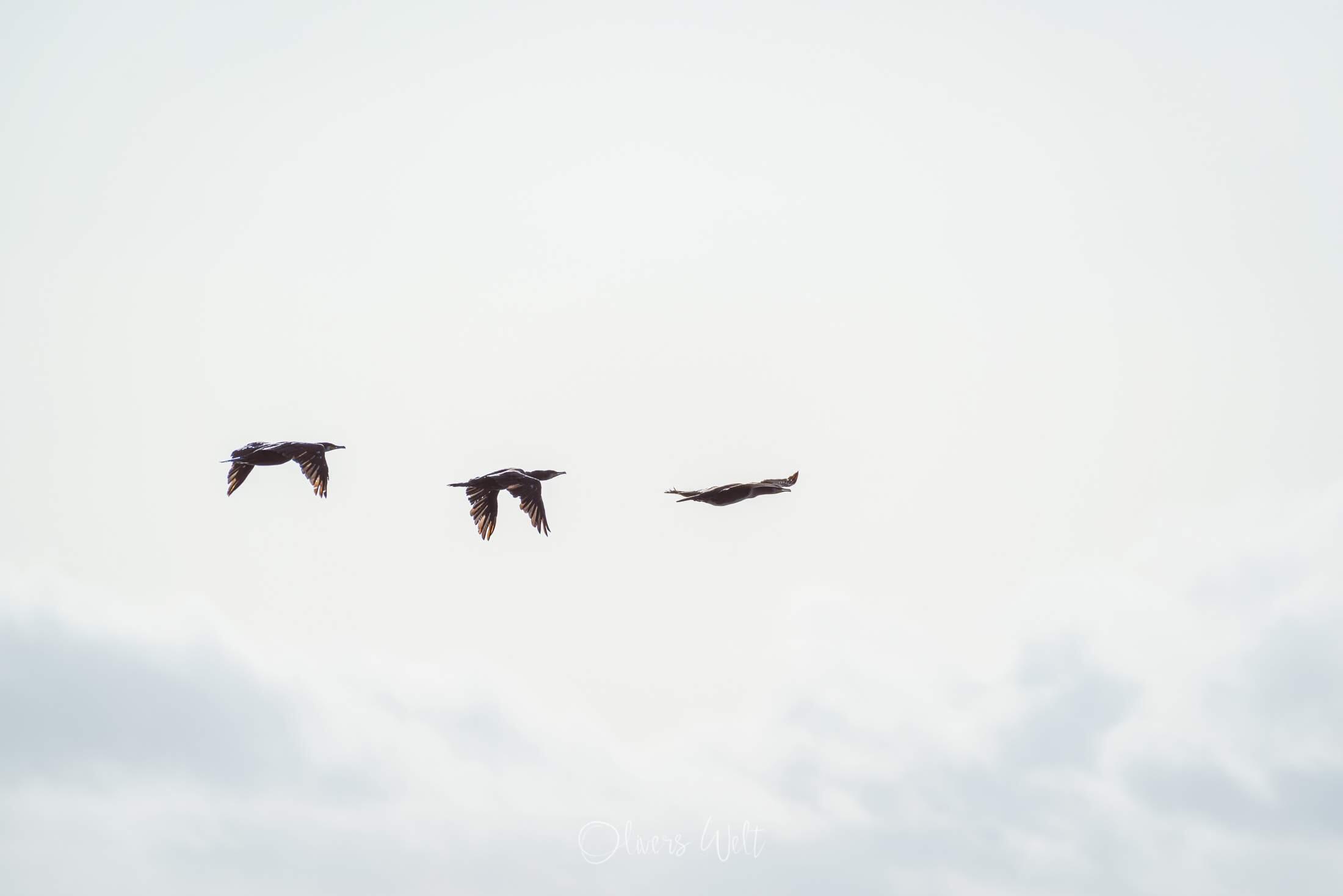 Bild ohne Beschreibung