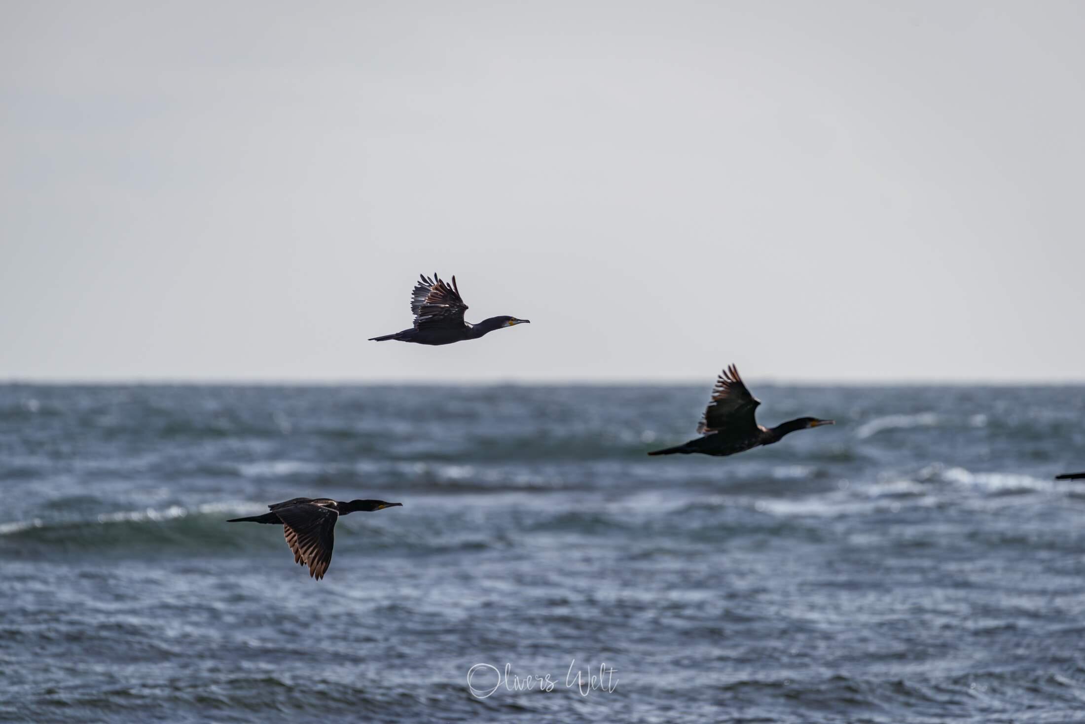 Bild ohne Beschreibung