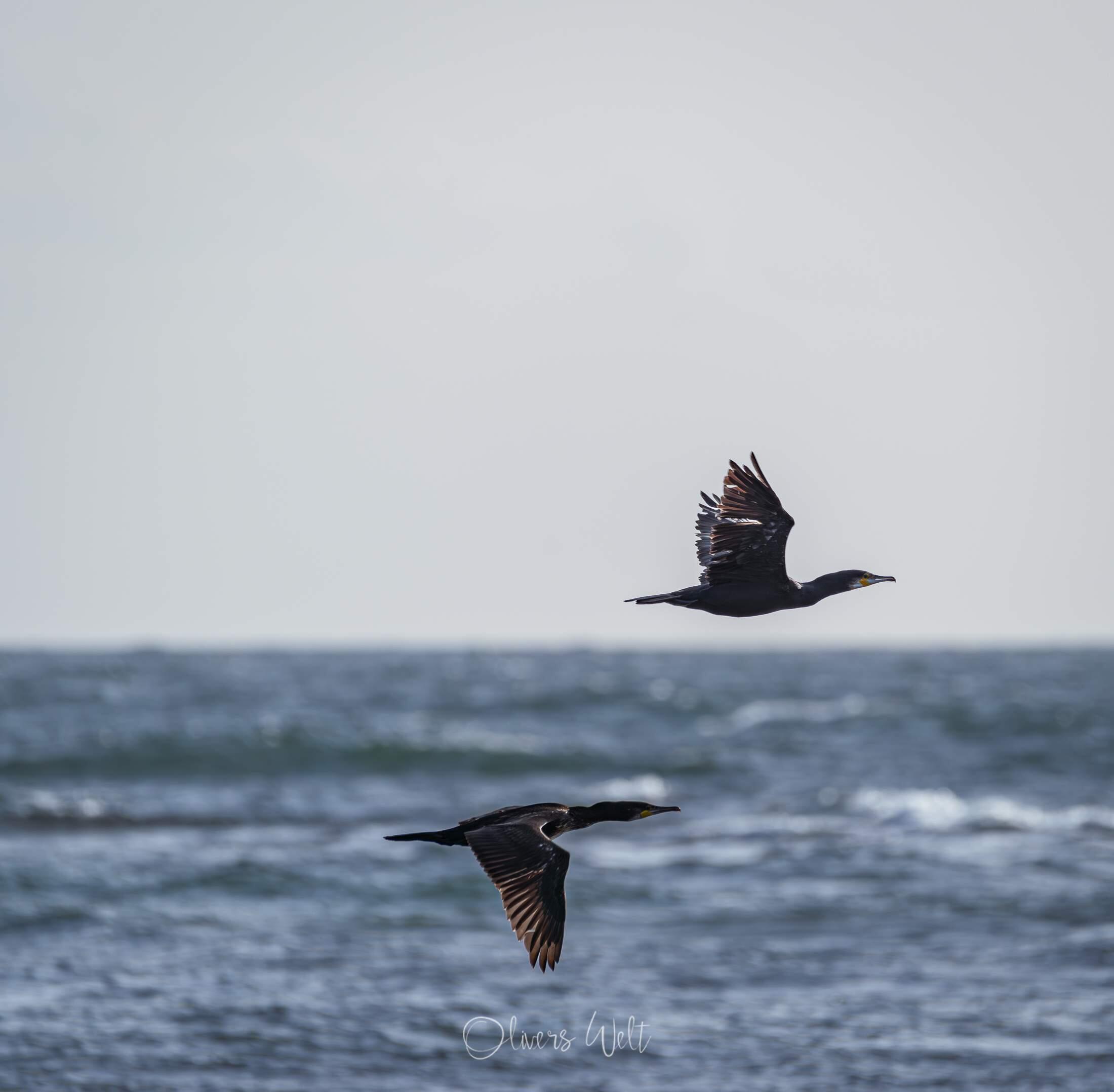 Bild ohne Beschreibung